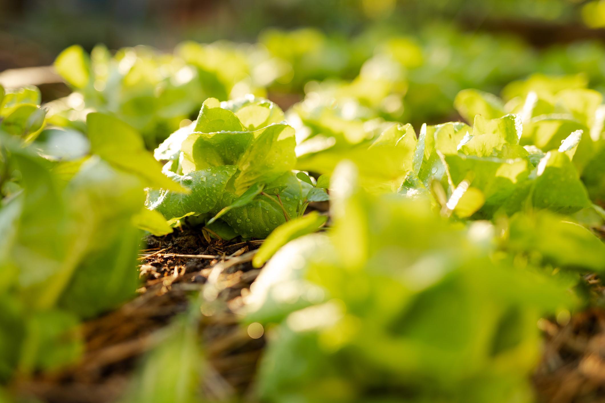 Organic Farming